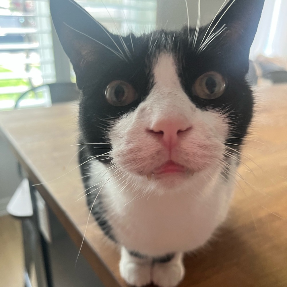 Meet your Posher, Izzy